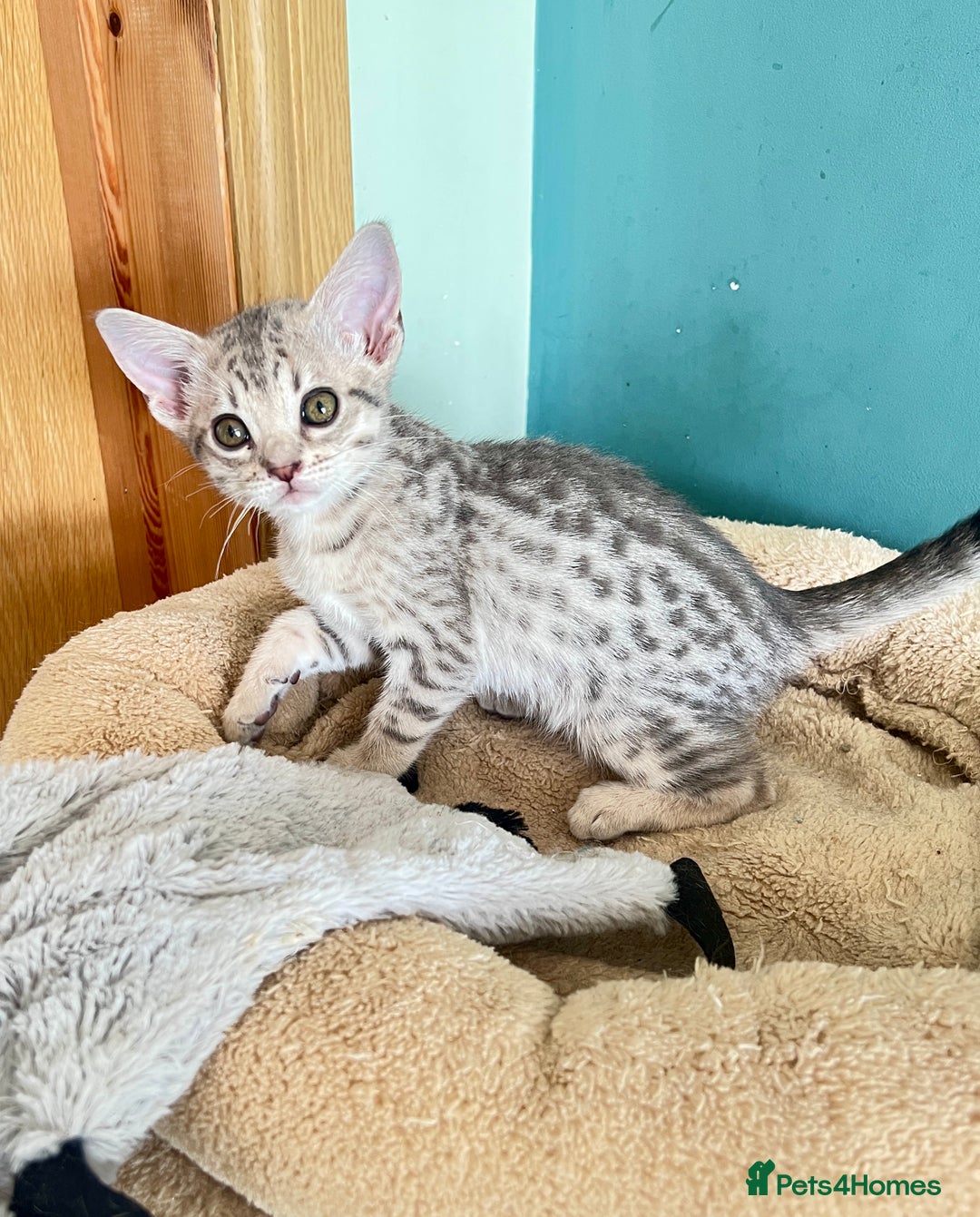 Ocicat cats for sale: Two delightful Blue Ocicat girls - Image 3
