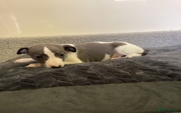 Whippet dogs for sale: Whippet puppies  - Image 3