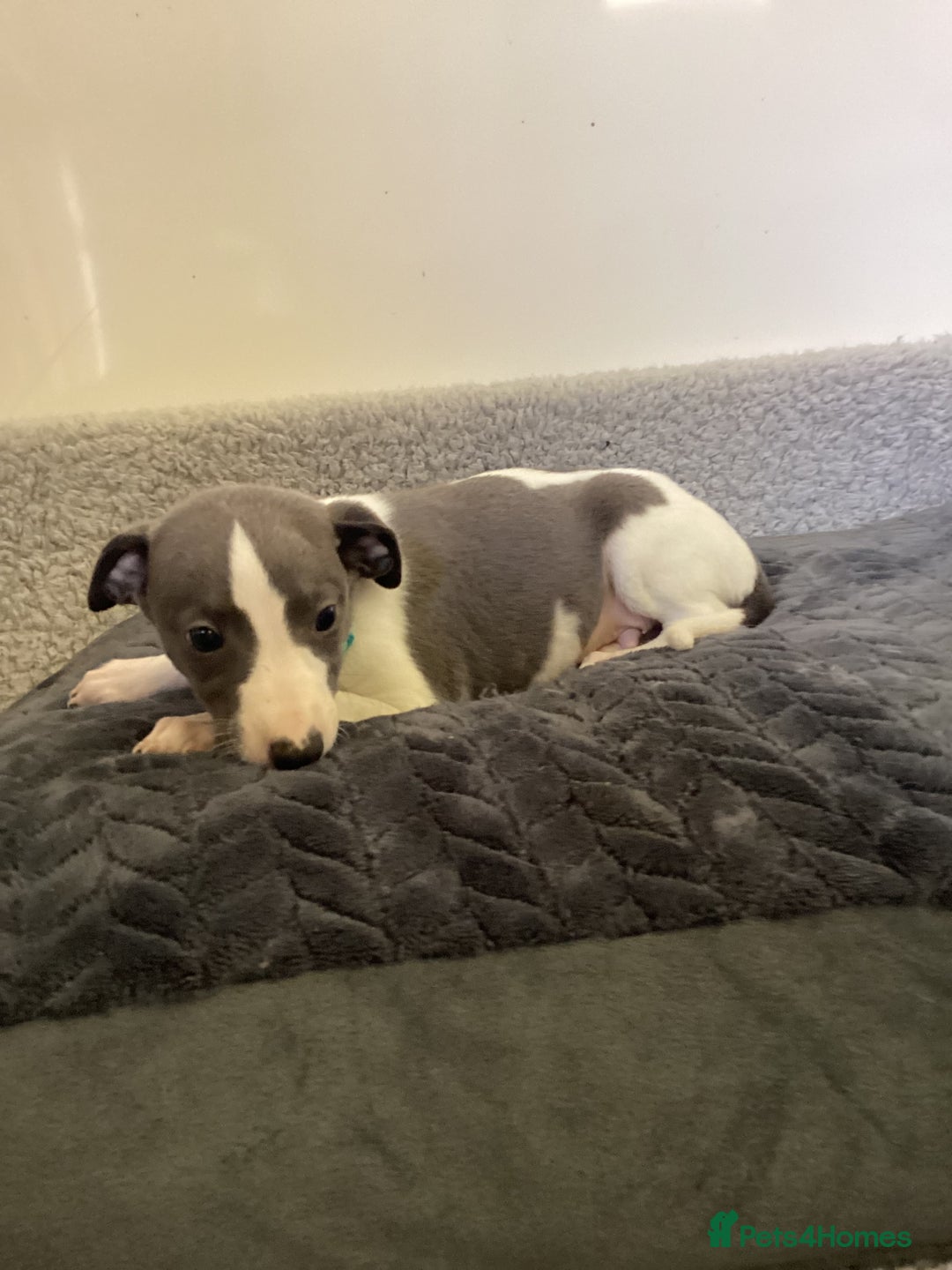 Whippet dogs for sale: Whippet puppies  - Image 3