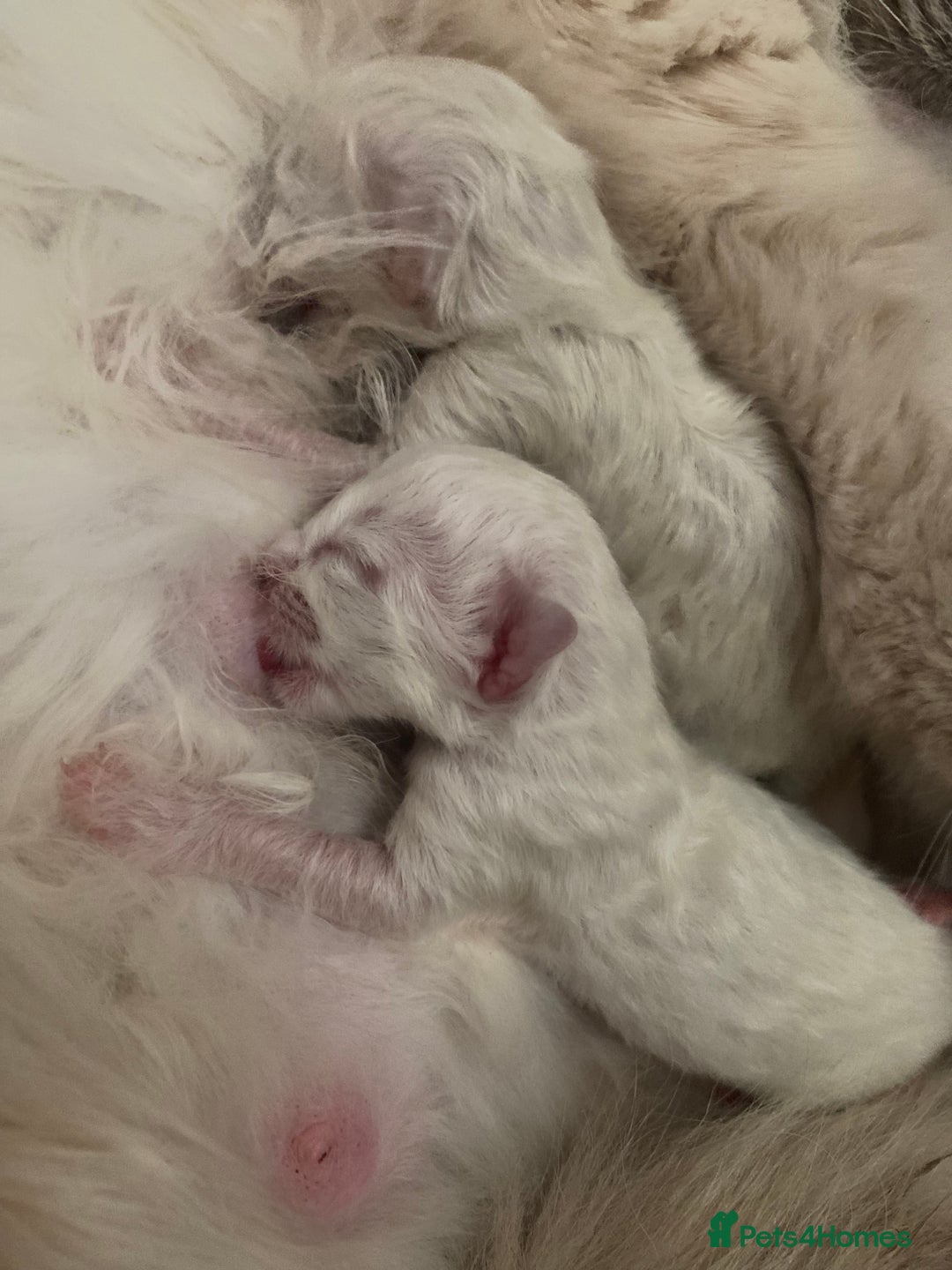 Ragdoll cats for sale: Friendliest Pedigree Ragdoll Kittens  - Image 6