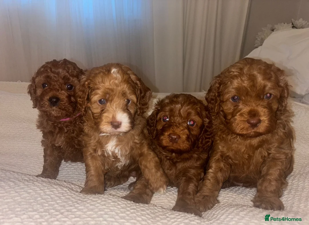 Toy Poodle dogs for stud: Fully health tested red toy poodle for STUD  - Advert 3