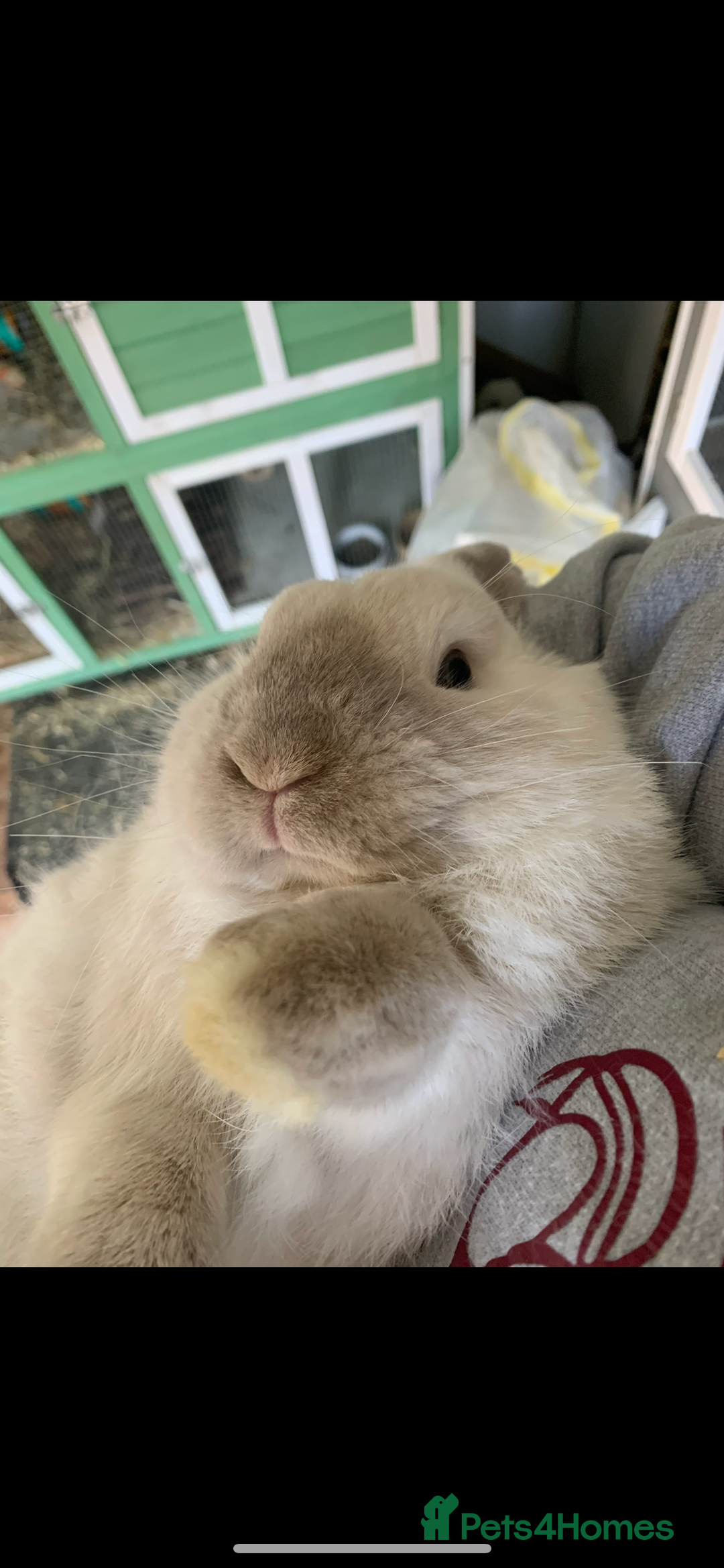 Mini Lop rabbits for sale: Male mini lop  - Image 6