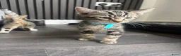 Mixed Breed cats for sale: 5 beautiful kittens  in Stockton-on-Tees - Advert 5