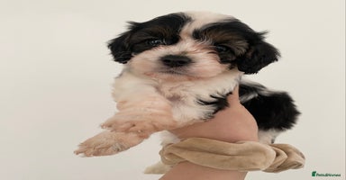 Cavapoo dogs - Advert 14