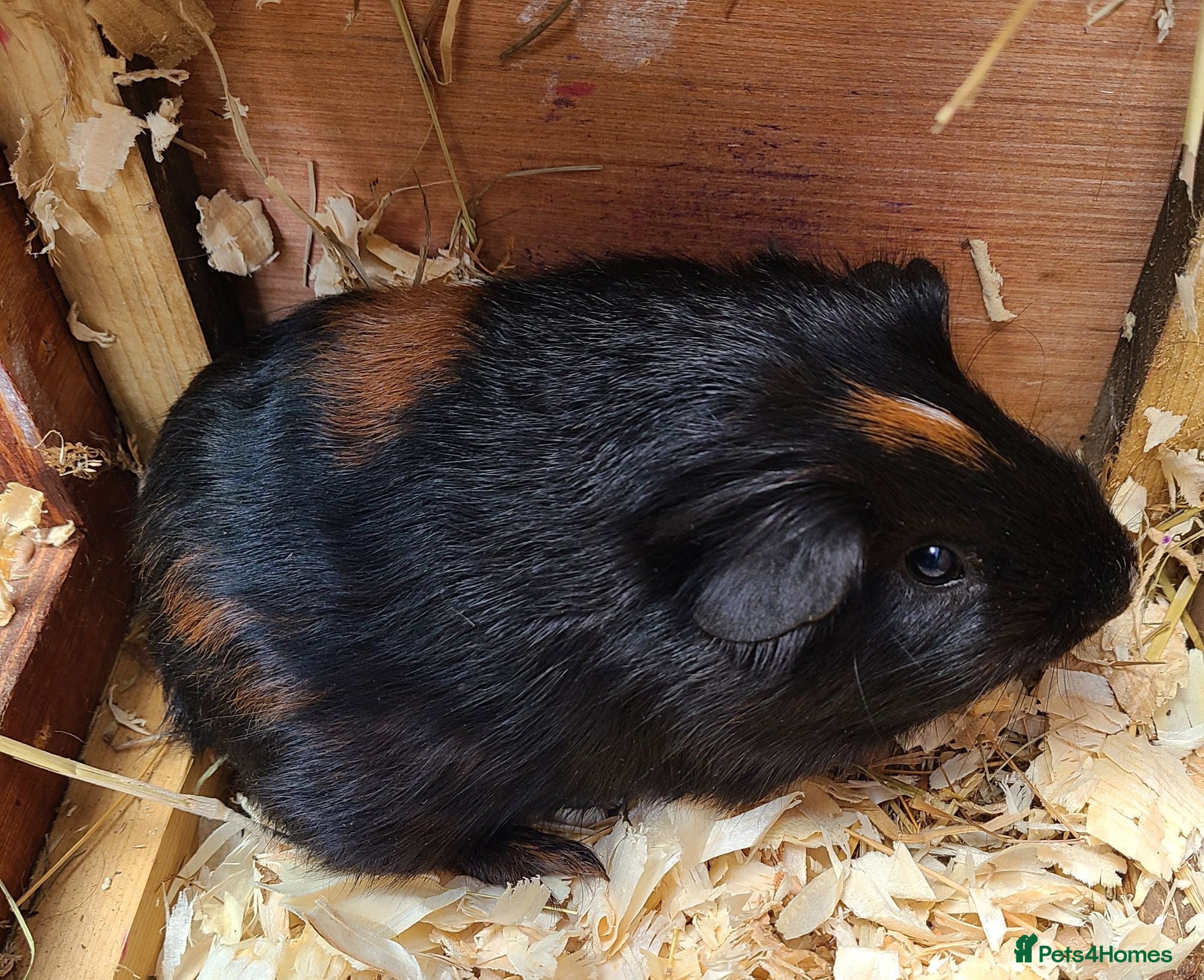 Guinea Pig rodents Guinea Pigs - Advert 3
