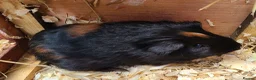 Guinea Pig rodents for sale: Guinea Pigs - Advert 1