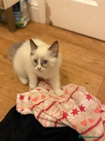 Ragdoll cats - Advert 13