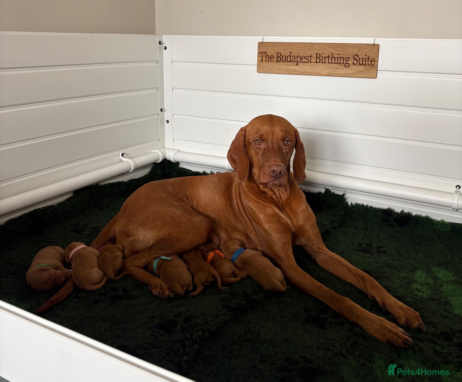 Hungarian Vizsla dogs Outstanding KC Registered Hungarian Vizsla Puppies - Advert 1