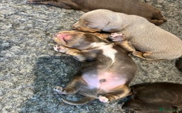 Miniature Dachshund dogs for sale: Gorgeous short & Long haired boys - Image 10