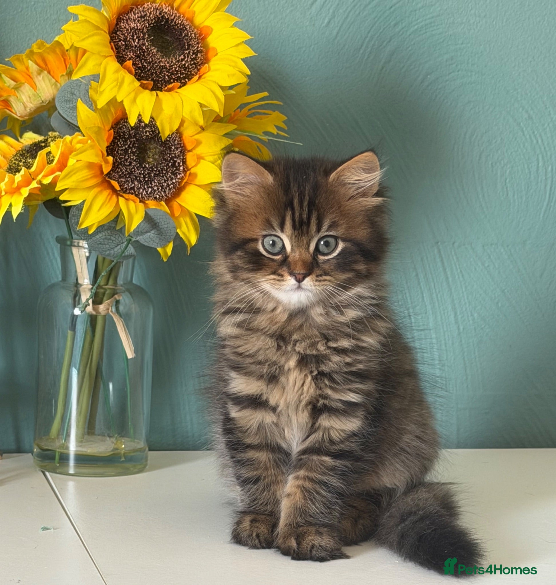 Scottish Fold cats Scottish fold and Scottish straight kittens - Advert 2