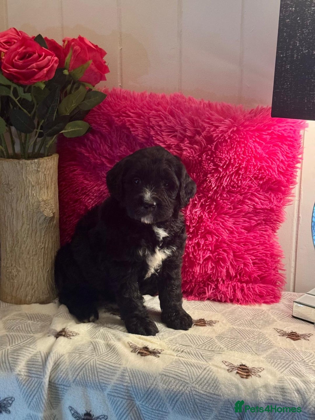 Bernedoodle dogs for sale: 7 mini medium bernedoodle puppies for sale - Advert 5
