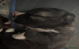 Caucasian Shepherd Dog dogs for sale: Caucasian Shepherds  - Advert 5