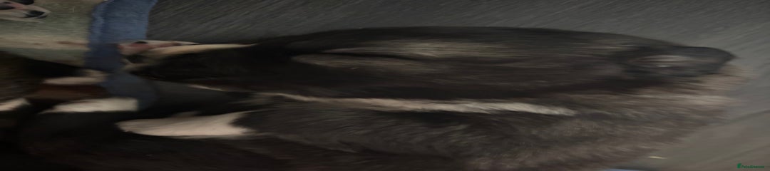 Caucasian Shepherd Dog Puppy baby blue