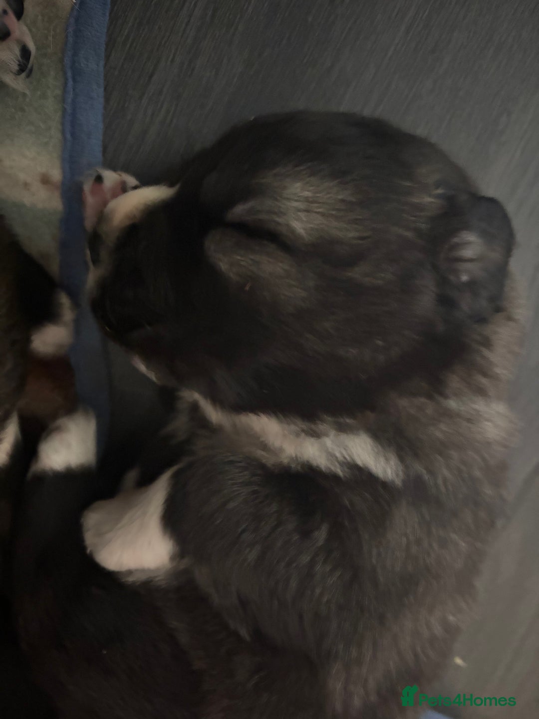 Caucasian Shepherd Dog dogs for sale: Caucasian Shepherds  - Advert 5