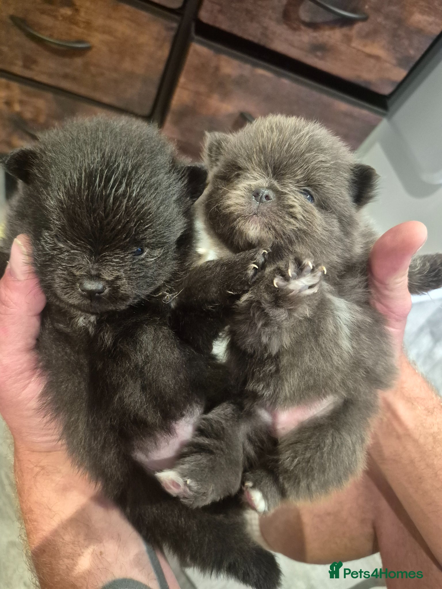 Pomeranian dogs for sale: Mini pomeranian puppies excel Russian bloodlines - Advert 2