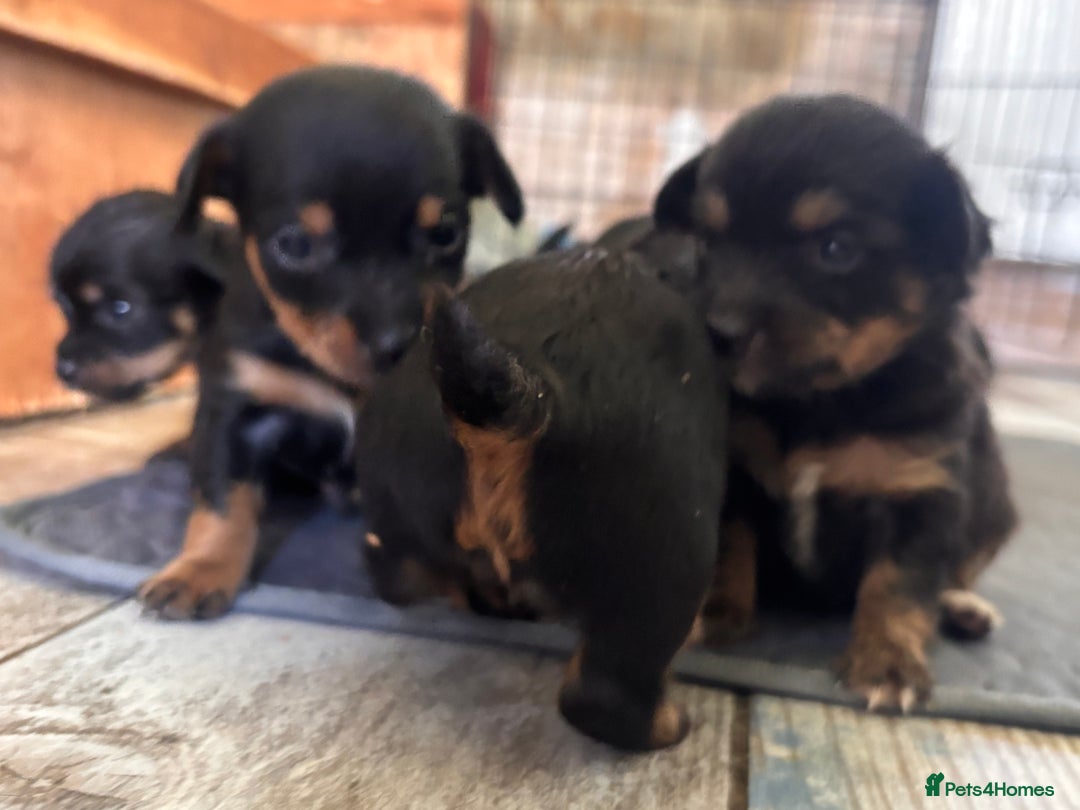 Mixed Breed dogs for sale: Jackawawa - Image 10