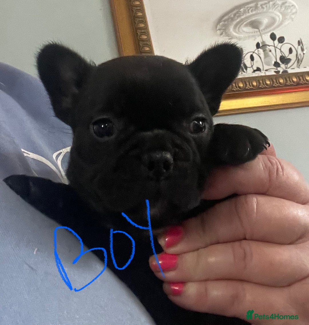 French Bulldog dogs for sale: French Bulldog puppies. 3 x boys 1 x girl - Image 4