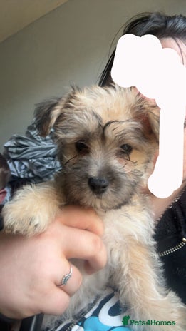 Yochon dogs - Advert 12