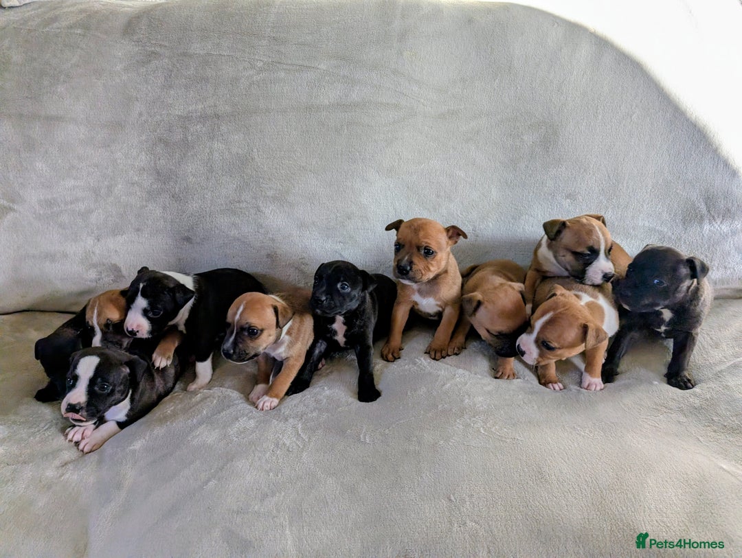 Staffordshire Bull Terrier dogs for sale: Stunning Staffordshire bull terrier puppies  - Advert 11
