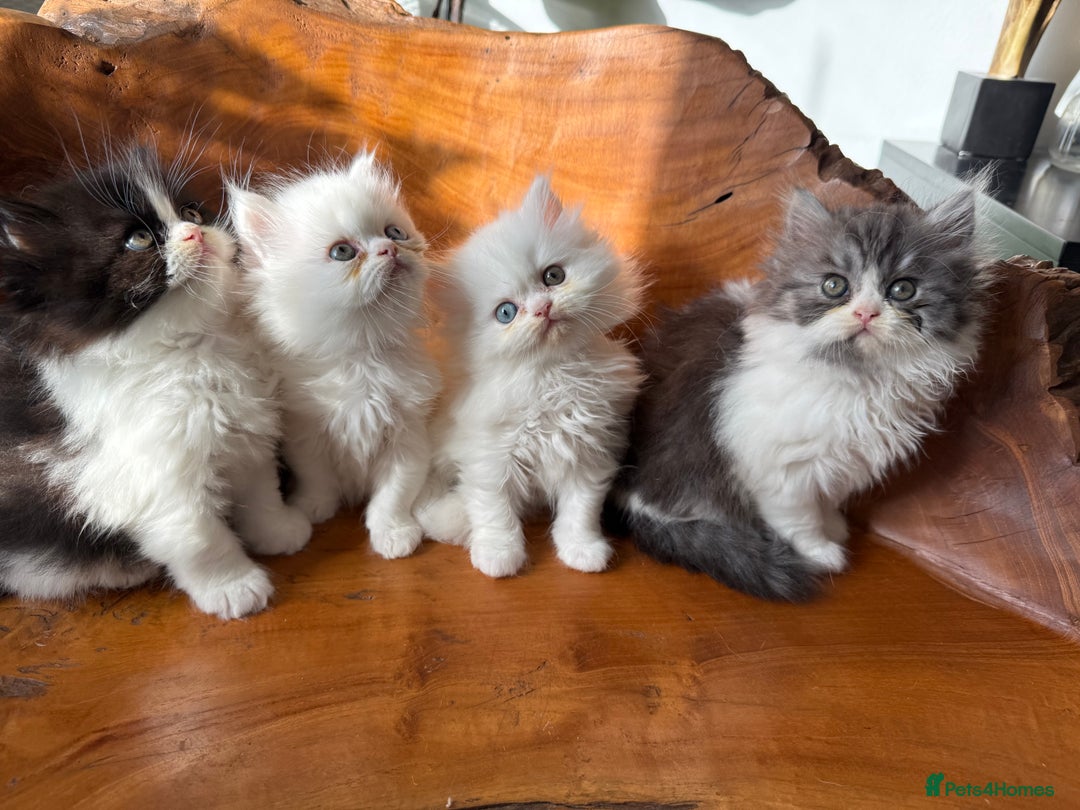 Persian cats for sale: BeautifulPersian Kittens - Image 2