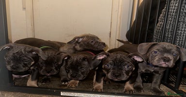 Mixed Breed dogs - Advert 3
