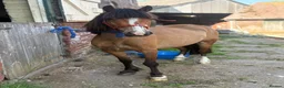 Welsh Section C horses for sale: project pony  - Advert 4