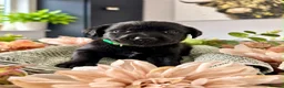 Labrador Retriever dogs for sale: Stunning Labrador Puppies For Sale 🐾  - Advert 5