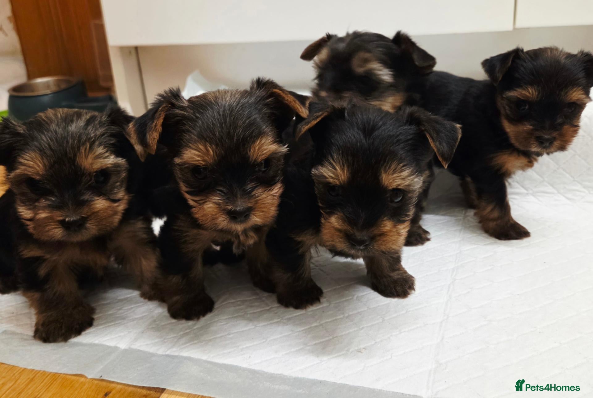 Yorkshire Terrier dogs Beautiful Yorkshire Terrier  - Advert 1