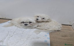 Maltese dogs for sale: Lovely maltese ready to go - Image 11