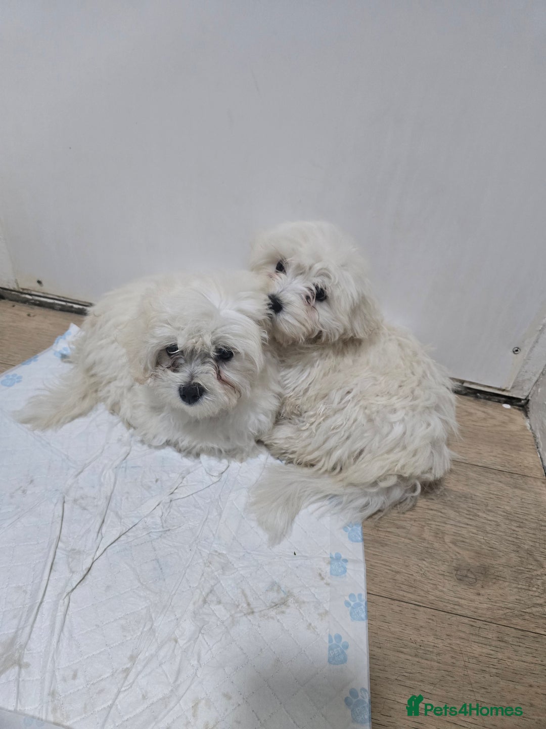 Maltese dogs for sale: Lovely maltese ready to go - Image 11