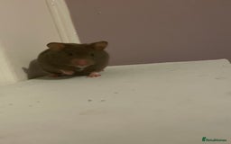 Hamster rodents for sale: Baby Syrian hamsters🐹  - Advert 10