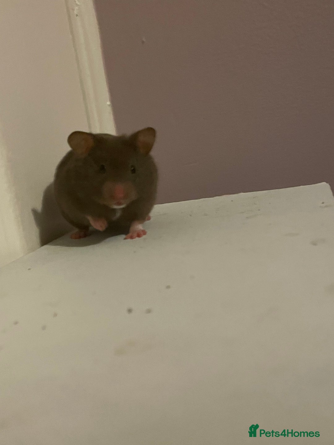 Hamster rodents for sale: Baby Syrian hamsters🐹  - Advert 10