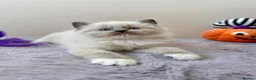Ragdoll cats for sale: TICA registered ragdoll kittens - Advert 13