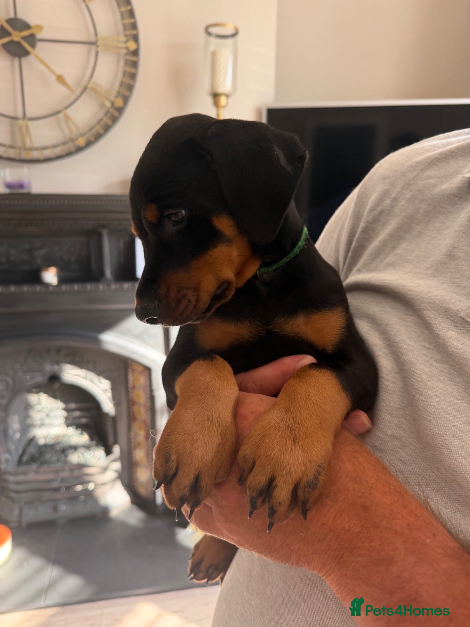Dobermann dogs 3 chunky Dobermans puppies  - Advert 2
