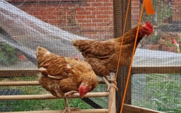 Chickens poultry for sale: Shaver brown chickens - Image 12