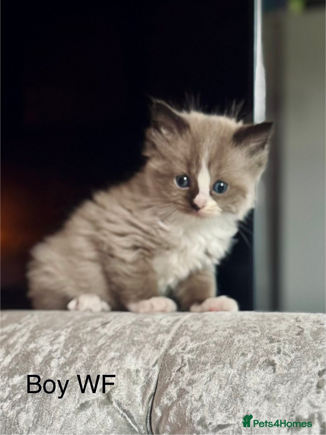 Ragdoll cats for sale: Classic & Mink Ragdoll Kittens - Advert 11