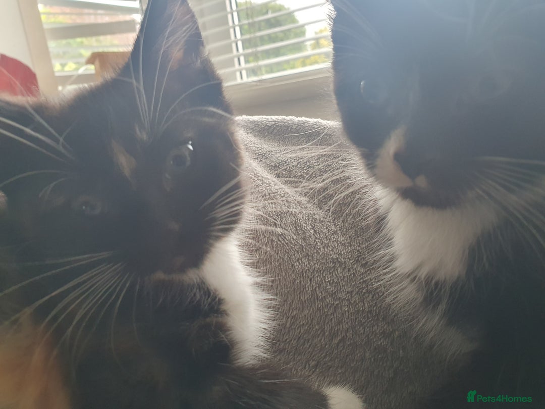 Mixed Breed cats for sale: Ragdoll cross kittens in Hereford - Image 17