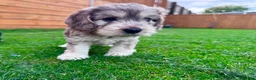 Mixed Breed dogs for sale: Beautiful Schnoodle Babies 🐾🐾🐾 - Advert 4