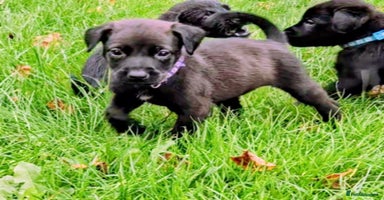 Mixed Breed dogs Dutch shepherd X pointer puppies  - Advert 4