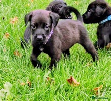 Mixed Breed dogs Dutch shepherd X pointer puppies - Advert 10