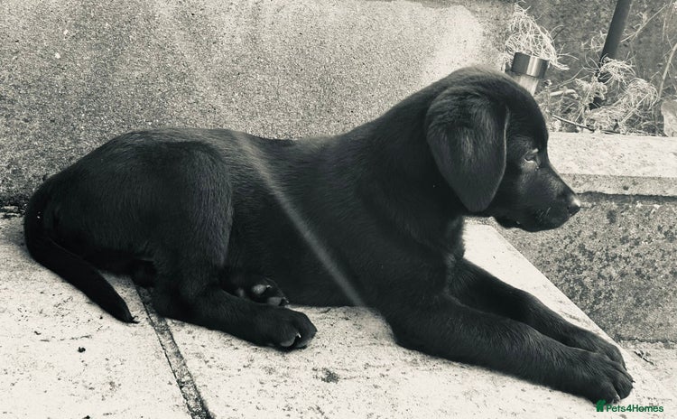 Labrador Retriever dogs - Advert 4