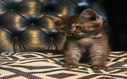Scottish Fold cats for sale: Beautiful Scottish fold/straight kittens  - Image 1