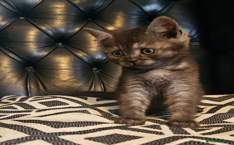 Scottish Fold cats - Advert 2