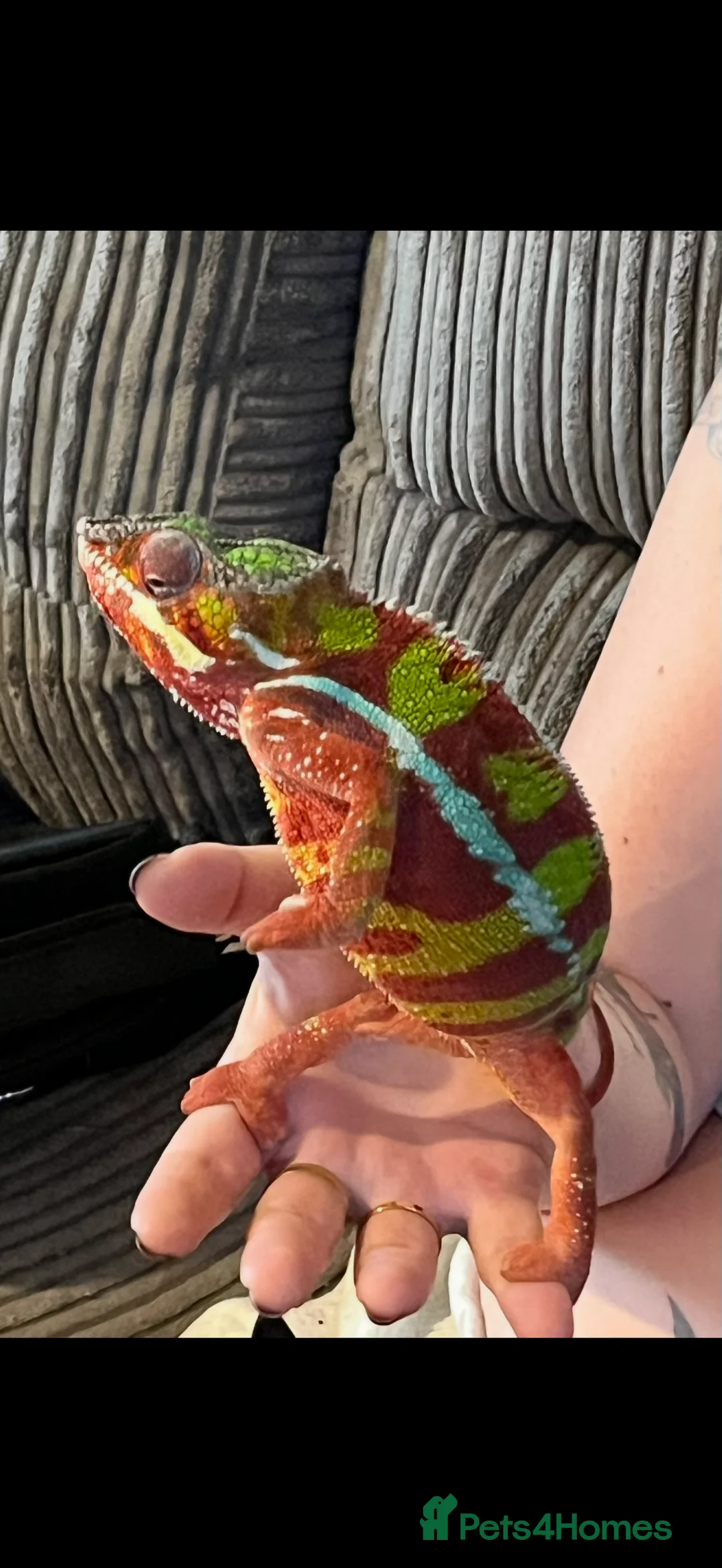 Chameleon reptiles for sale: Ambomile chameleon - Advert 9