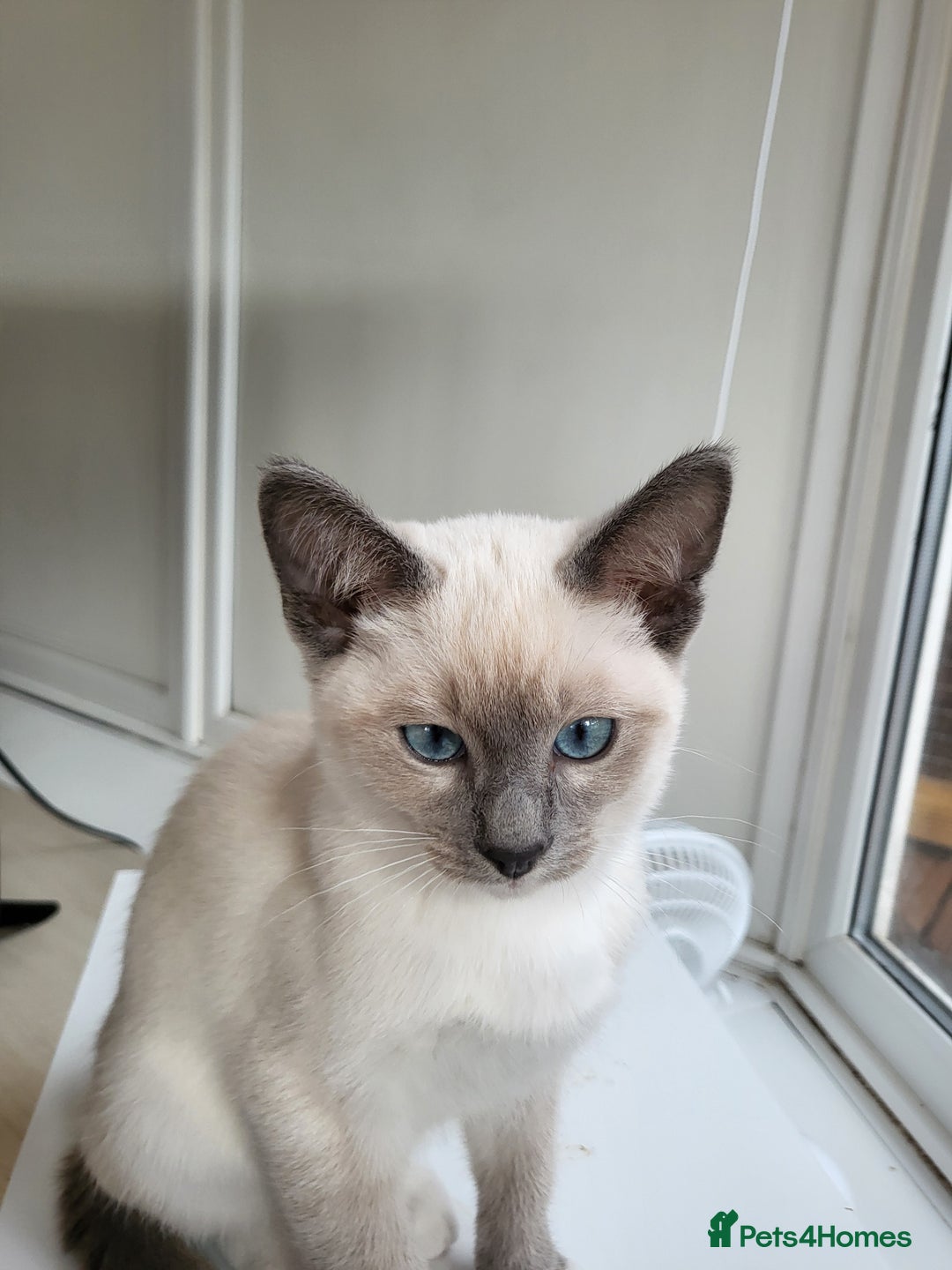 Snowshoe cats for sale: Rare Pedigree TICA Snowshoe Kittens -ONLY ONE LEFT - Advert 20
