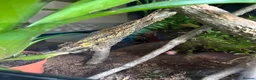 Gecko reptiles for sale: Gargoyle gecko in Stoke-on-Trent - Advert 15