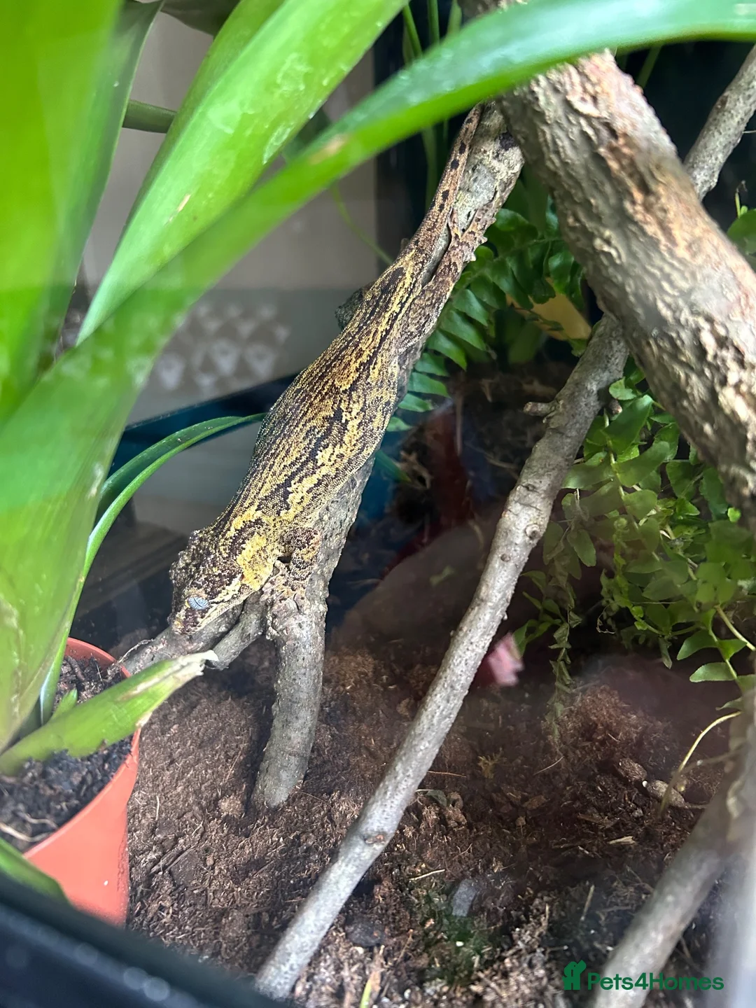 Gecko reptiles for sale: Gargoyle gecko in Stoke-on-Trent - Advert 15
