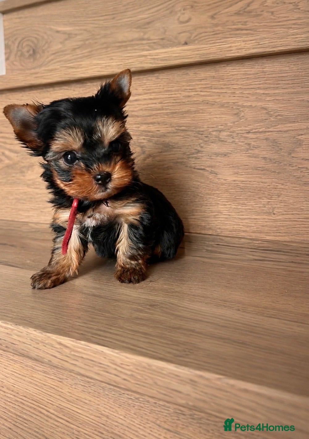 Yorkshire Terrier dogs 🌺 Only one tiny little girl is still available🌺 - Advert 8