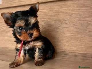 Yorkshire Terrier dogs 🌺 Only one tiny little girl is still available🌺 - Advert 8