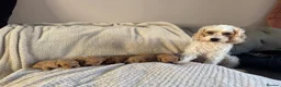 Cavapoo dogs for sale: Fully health checked, family raised Cavapoos - Advert 1
